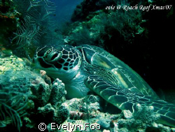 Turtle at Drop-Off - Sipadan Island (23/12/07).  by Evelyn Foo 